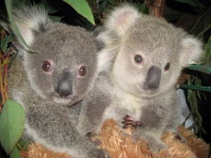 The Fascinating Biology of Koalas: Marsupials with Human-Like Fingerprints - image 8