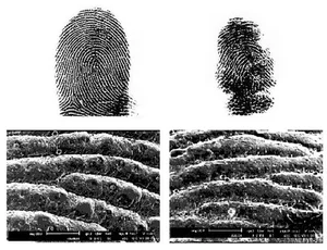 The Fascinating Biology of Koalas: Marsupials with Human-Like Fingerprints - image 11