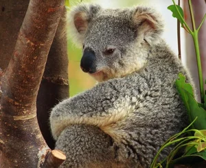 The Fascinating Biology of Koalas: Marsupials with Human-Like Fingerprints - image 12