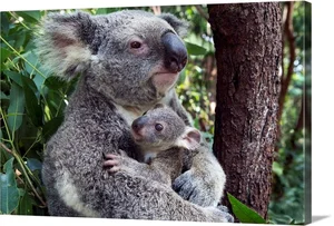 The Fascinating Biology of Koalas: Marsupials with Human-Like Fingerprints - image 13