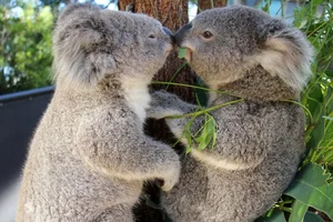 The Fascinating Biology of Koalas: Marsupials with Human-Like Fingerprints - image 3