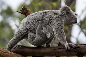 The Fascinating Biology of Koalas: Marsupials with Human-Like Fingerprints - image 6