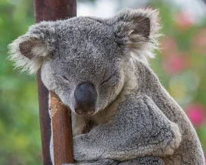 The Fascinating Biology of Koalas: Marsupials with Human-Like Fingerprints - image 0