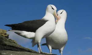 Bizarre Mating Rituals: Exploring the Most Unusual Behaviors in the Animal Kingdom - image 0