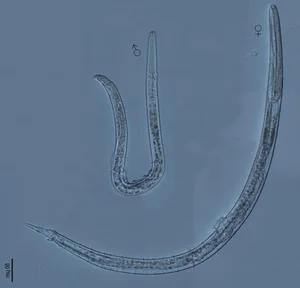 Bizarre Mating Rituals: Exploring the Most Unusual Behaviors in the Animal Kingdom - image 6