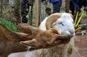 Bizarre Mating Rituals: Exploring the Most Unusual Behaviors in the Animal Kingdom - image 4
