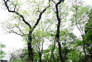 The 'Open-Air Gold': Rare Timber Species Found in Hanoi's Mountains - image 2