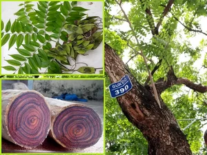 The 'Open-Air Gold': Rare Timber Species Found in Hanoi's Mountains - image 0