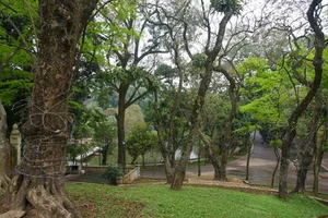 The 'Open-Air Gold': Rare Timber Species Found in Hanoi's Mountains - image 3