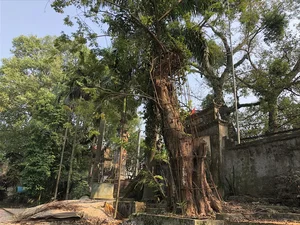The 'Open-Air Gold': Rare Timber Species Found in Hanoi's Mountains - image 5