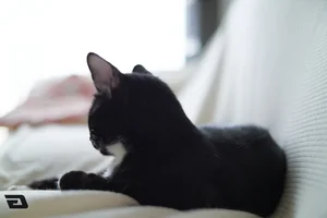 TTArtisan AF 50mm F1.8 Neo Lens Review: Budget Full Frame Autofocus - image 4
