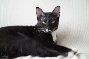 TTArtisan AF 50mm F1.8 Neo Lens Review: Budget Full Frame Autofocus - image 29