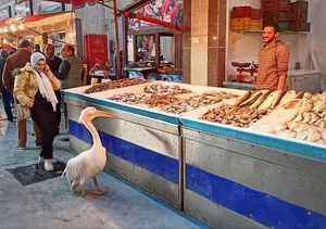Breathtaking Visuals of Daily Life and Ancient Wonders in Modern Egypt - image 7