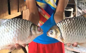 The Resurgence of a Rare Fish Species: From Near-Extinction to High Value - image 0