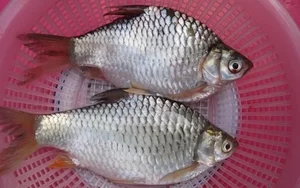 The Resurgence of a Rare Fish Species: From Near-Extinction to High Value - image 3
