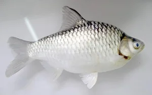 The Resurgence of a Rare Fish Species: From Near-Extinction to High Value - image 2
