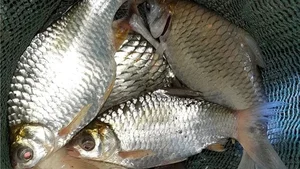 The Resurgence of a Rare Fish Species: From Near-Extinction to High Value - image 5