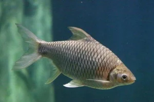 The Resurgence of a Rare Fish Species: From Near-Extinction to High Value - image 8