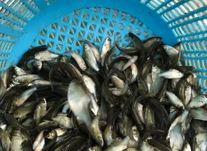 The Resurgence of a Rare Fish Species: From Near-Extinction to High Value - image 1