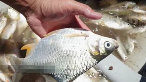 The Resurgence of a Rare Fish Species: From Near-Extinction to High Value - image 4