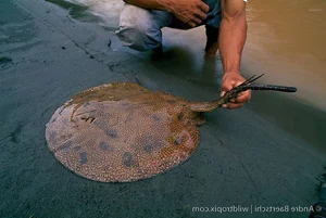 15 Unbelievable and Fascinating Facts About Mysterious Stingrays - image 9