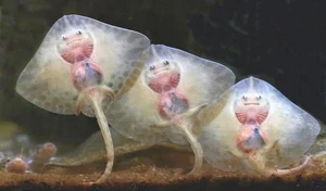 15 Unbelievable and Fascinating Facts About Mysterious Stingrays - image 10