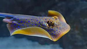 15 Unbelievable and Fascinating Facts About Mysterious Stingrays - image 8