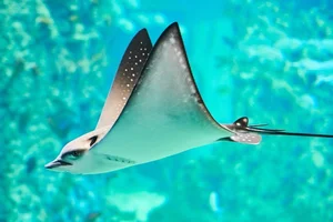 15 Unbelievable and Fascinating Facts About Mysterious Stingrays - image 12