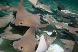 15 Unbelievable and Fascinating Facts About Mysterious Stingrays - image 7