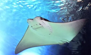 15 Unbelievable and Fascinating Facts About Mysterious Stingrays - image 5