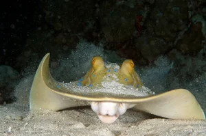 15 Unbelievable and Fascinating Facts About Mysterious Stingrays - image 3