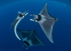 15 Unbelievable and Fascinating Facts About Mysterious Stingrays - image 4