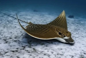 15 Unbelievable and Fascinating Facts About Mysterious Stingrays - image 11