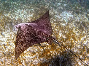 15 Unbelievable and Fascinating Facts About Mysterious Stingrays - image 13
