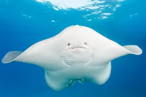 15 Unbelievable and Fascinating Facts About Mysterious Stingrays - image 6