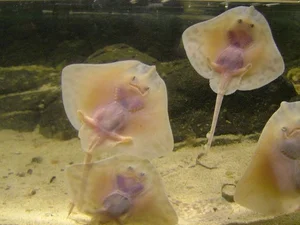 15 Unbelievable and Fascinating Facts About Mysterious Stingrays - image 1