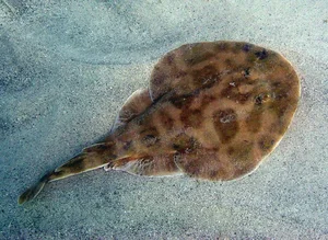 15 Unbelievable and Fascinating Facts About Mysterious Stingrays - image 2