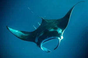 15 Unbelievable and Fascinating Facts About Mysterious Stingrays - image 14