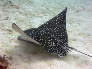 15 Unbelievable and Fascinating Facts About Mysterious Stingrays - image 0