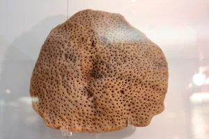 The Surprising History of the Natural Sea Sponge Used for Centuries - image 1