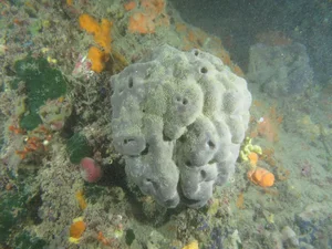 The Surprising History of the Natural Sea Sponge Used for Centuries - image 2