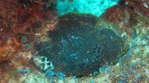 The Surprising History of the Natural Sea Sponge Used for Centuries - image 0