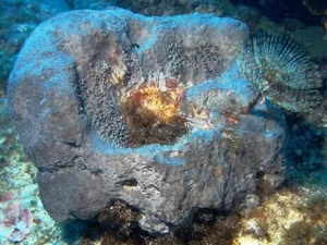 The Surprising History of the Natural Sea Sponge Used for Centuries - image 3