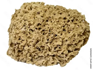 The Surprising History of the Natural Sea Sponge Used for Centuries - image 4