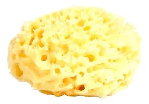 The Surprising History of the Natural Sea Sponge Used for Centuries - image 6