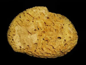 The Surprising History of the Natural Sea Sponge Used for Centuries - image 5