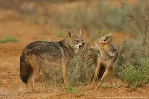 Unveiling the Mysteries of Vietnam’s Wild Jackals and Canines - image 1