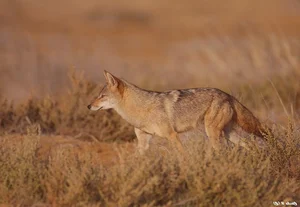 Unveiling the Mysteries of Vietnam’s Wild Jackals and Canines - image 3