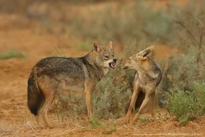 Unveiling the Mysteries of Vietnam’s Wild Jackals and Canines - image 0
