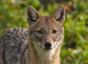 Unveiling the Mysteries of Vietnam’s Wild Jackals and Canines - image 2